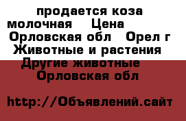 продается коза молочная  › Цена ­ 2 500 - Орловская обл., Орел г. Животные и растения » Другие животные   . Орловская обл.